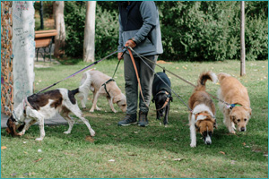 dogwalker width=
